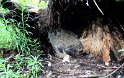 Korpikuusen kannon alla on Mörrimöykyn kolo...Huuhkapoika pesällään  Paltamossa       18.6.2012 – Kopio
